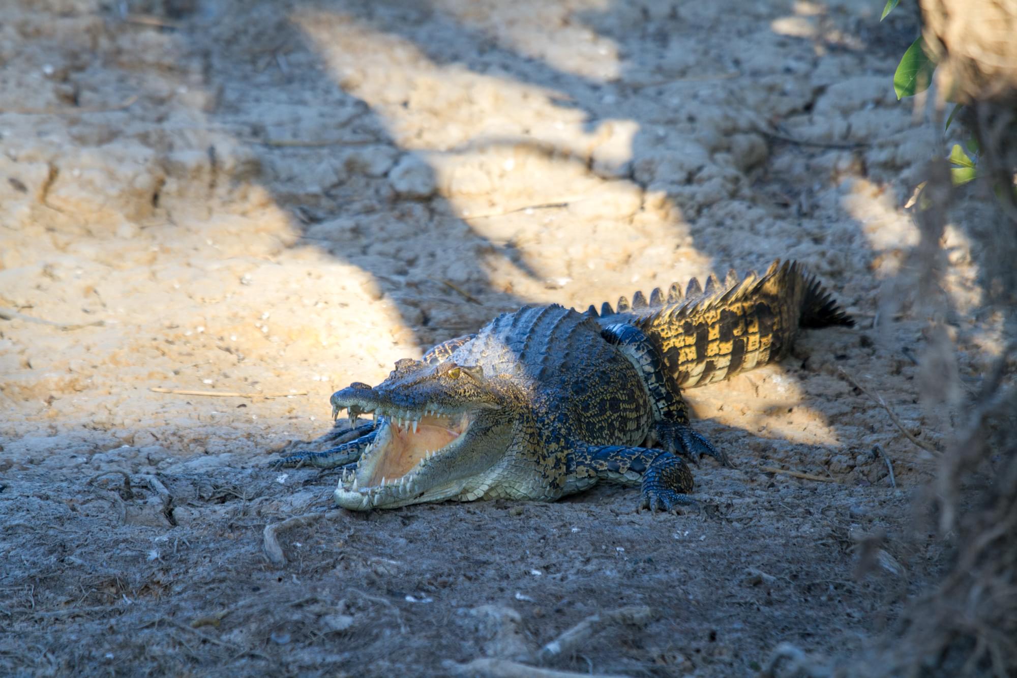 11_20150809   AUS 320   Darwin e Parchi